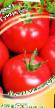 Los tomates  Turmalin variedad Foto