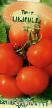 Tomatoes varieties Shhedrost Photo and characteristics