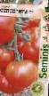 Los tomates  Selebriti F1 variedad Foto