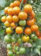 Los tomates variedades Kish-mish oranzhevyjj F1 NK Foto y características