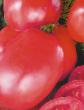 des tomates  Sakharnyjj Gigant l'espèce Photo