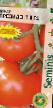 Tomater sorter Prezident F1  Fil och egenskaper