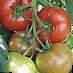 Los tomates  Platus F1 variedad Foto