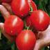 Tomatoes varieties Grozdevojj F1 Photo and characteristics