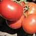 Los tomates  Chimgan F1 variedad Foto