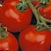Los tomates  Semko-2003.RU F1 variedad Foto