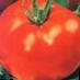 Tomater sorter Belle F1 Fil och egenskaper