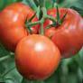 Los tomates  Parntjor Semko F1 variedad Foto