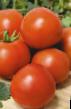 Los tomates  Petergof variedad Foto