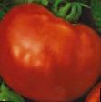 Los tomates  Irishka F1 variedad Foto