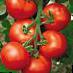 Los tomates  Druzhok F1 variedad Foto