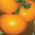 Tomatoes varieties Oranzhevyjj Bojj F1 Photo and characteristics