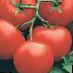Tomatoes  Drajjv F1 grade Photo