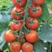 Los tomates variedades Cherri Mio F1 Foto y características