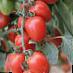 des tomates  Cherri Ira F1 l'espèce Photo