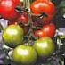 Los tomates variedades Matador F1 Foto y características