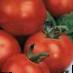 des tomates les espèces Yunior F1  Photo et les caractéristiques