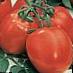 des tomates  Vunderkind F1 l'espèce Photo