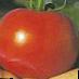 Tomatoes  Tolstyachok F1 grade Photo
