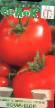 des tomates  Komandor l'espèce Photo