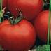 Tomatoes  Rok-n-Roll F1 grade Photo