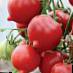Los tomates variedades Fifti (50) F1 Foto y características