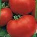 Los tomates  Khali-Gali F1 variedad Foto