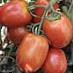 des tomates  Semko 2006 F1 l'espèce Photo
