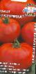 Los tomates variedades Kupchikha F1 Foto y características