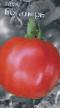 Tomaten Sorten Bogatyr  Foto und Merkmale