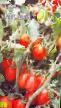 Los tomates variedades Detskijj Foto y características