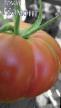 Tomatoes varieties Mamont Photo and characteristics