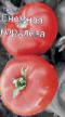 des tomates  Snezhnaya koroleva l'espèce Photo