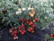 Los tomates variedades Superpriz F1 (selekciya Myazinojj L.A.) Foto y características