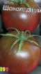 Tomatoes  Shokoladnyjj (selekciya Myazinojj L.A.) grade Photo