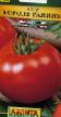 Los tomates  Korol rannikh variedad Foto