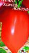 Los tomates  Korol Londona variedad Foto