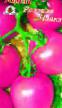 Томаты  Розовая Чайка  сорт Фото