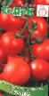 des tomates  Milashka l'espèce Photo