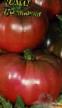 des tomates  Cyganochka l'espèce Photo