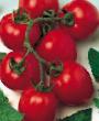 Los tomates variedades Dual ehrli F1 Foto y características