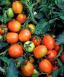 Los tomates  Duehl plyus F1 variedad Foto