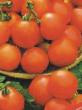 des tomates les espèces Lyuban Photo et les caractéristiques