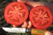 des tomates les espèces Petro F1 Photo et les caractéristiques