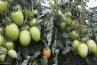 Tomater sorter Grandero F1 Fil och egenskaper