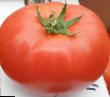 des tomates les espèces Ivet F1 Photo et les caractéristiques