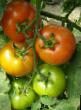 des tomates les espèces Kabinet F1 Photo et les caractéristiques