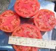 des tomates  Gektor F1  l'espèce Photo