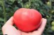 Tomatoes  TEKh 2720 F1 grade Photo