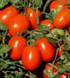des tomates  YuG 8168 F1 l'espèce Photo